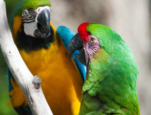 Two Macaw's perched on a tree — Stock Photo, Image