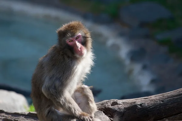 Macaque (Neige) Singe — Photo