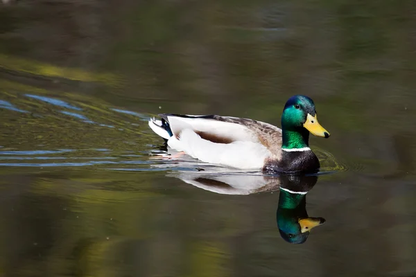 Duck Male Mallard — Stock Photo, Image