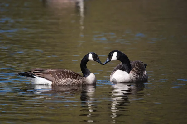 Canadian Geese swimming — Stock Photo, Image