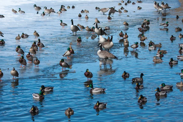 Flock of wild ducks and geese. — Stock Photo, Image