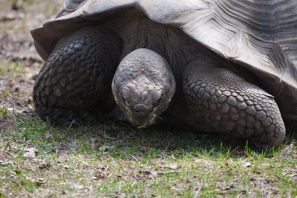 Giant Tortoise — Stock Photo, Image
