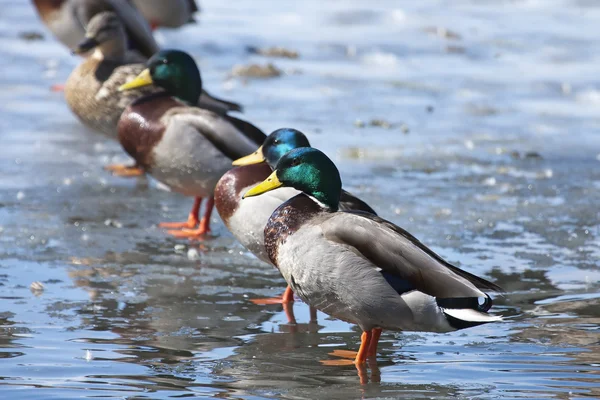 Mallard ducks lined up. — Stock Photo, Image