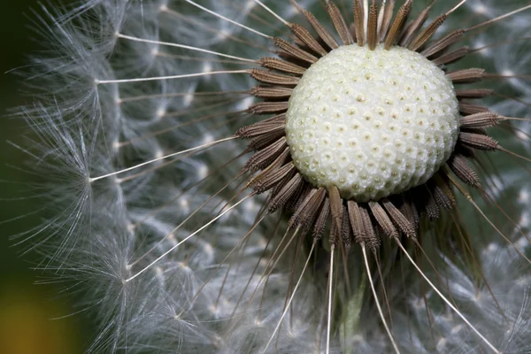 Close up of a spent Dandelion — Stock Photo, Image