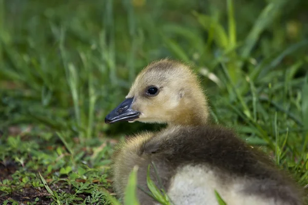 Retrato de um gosling . — Fotografia de Stock