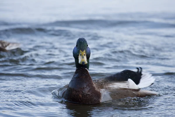 多彩绿头野鸭游泳 — 图库照片