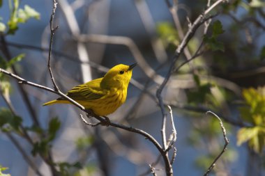 Yellow Warbler clipart