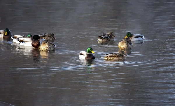Flock of wild ducks swimming — Stock Photo, Image