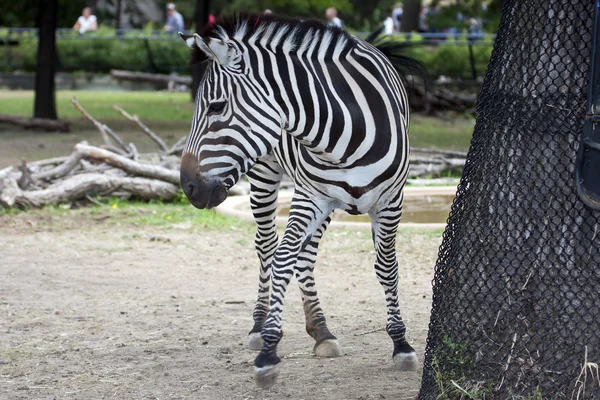 Черно-белая зебра — стоковое фото