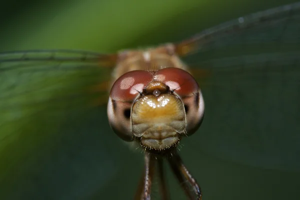 Common darter dragonfly — Stockfoto