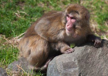 Macaque (Snow) Monkey's clipart