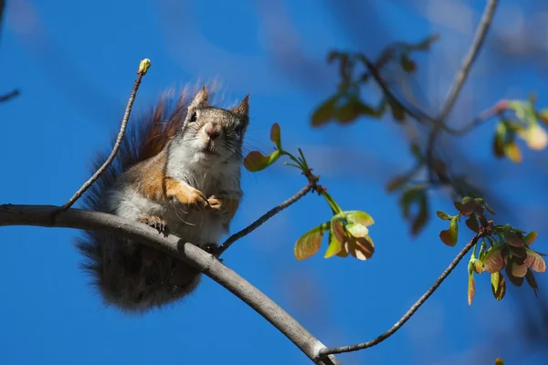 Écureuil terrestre mangeant — Photo