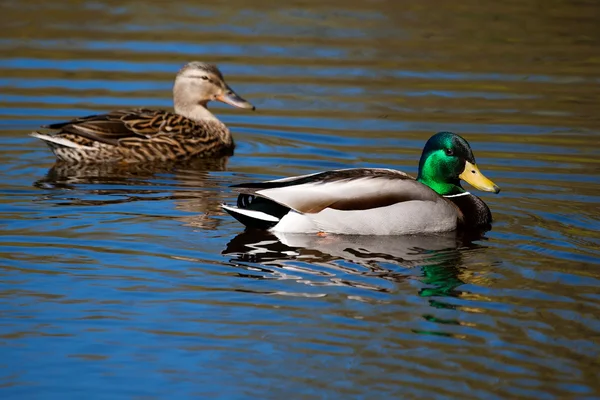 多彩绿头野鸭游泳 — 图库照片