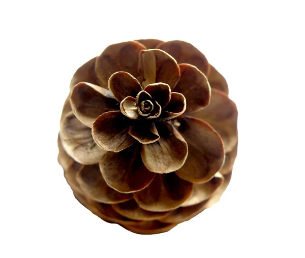 Cone de pinheiro de abeto — Fotografia de Stock