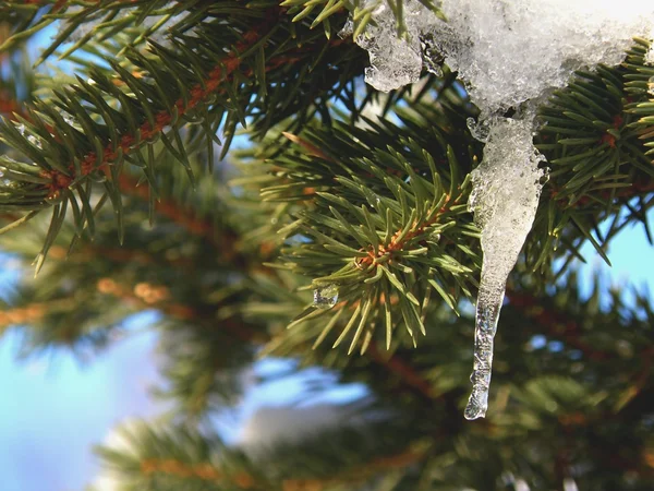 Spruce trädgren på vintern — Stockfoto