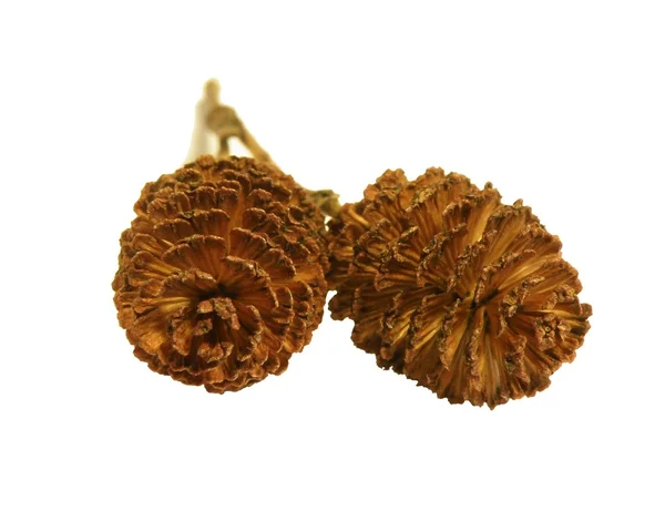 stock image Alder Cones