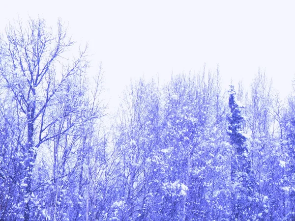 下雪的冬天仙境 — 图库照片#