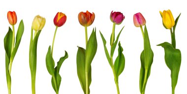 Colorful tulips clipart