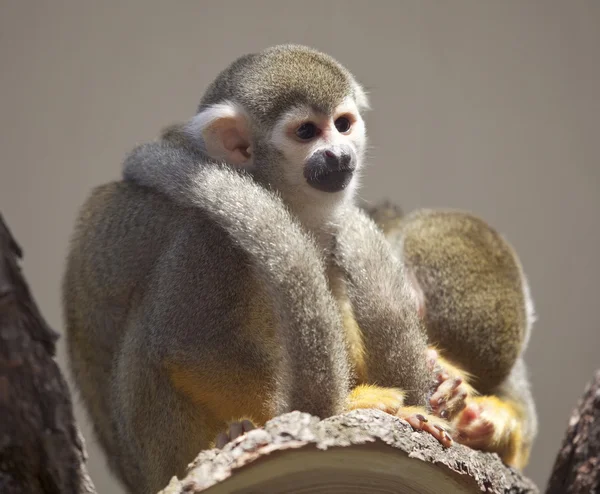 Common Squirrel Monkey — Stock Photo, Image