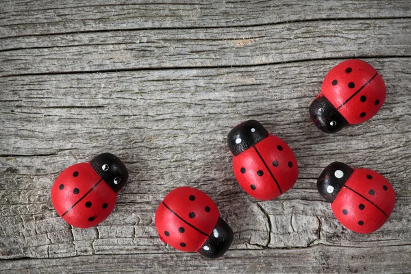 stock image Ladybugs