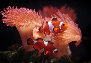 Clownfishes clipart