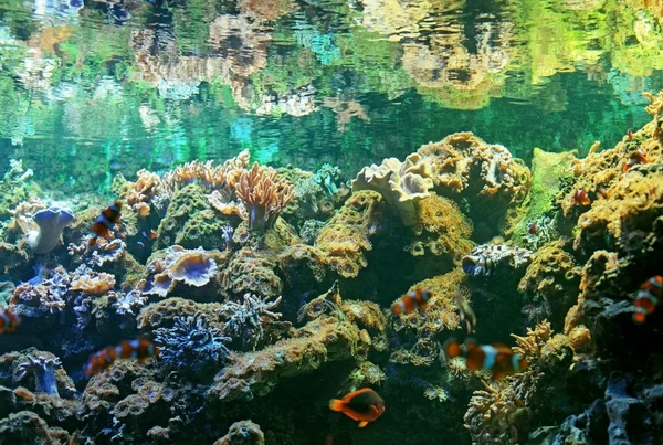 Zoo aquarium — Stockfoto
