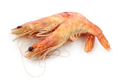 Gambas clipart