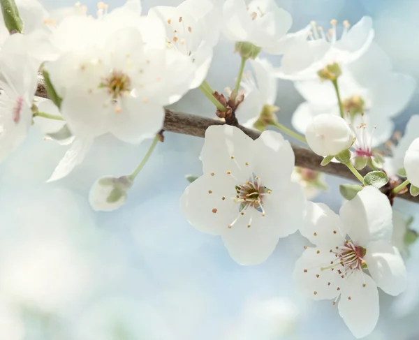 Kirsebærblomster – stockfoto
