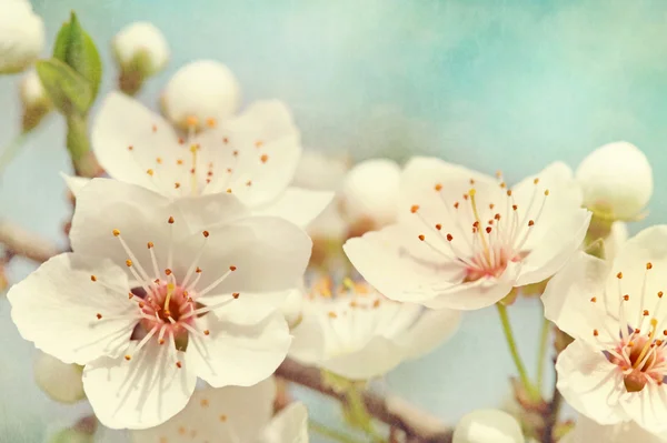 Körsbärsblommor — Stockfoto