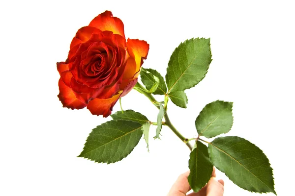 Wunderschöne Rose — Stockfoto