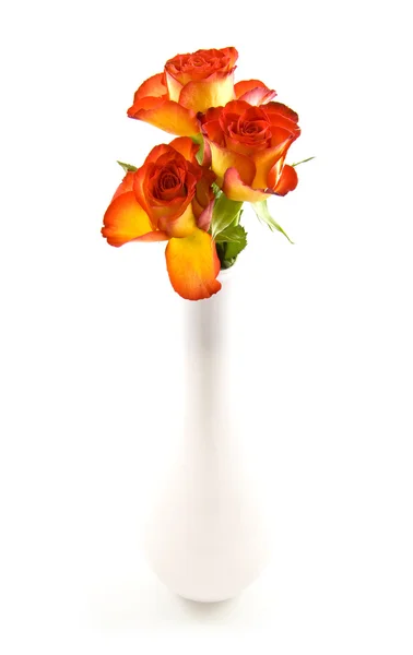 Wunderschöne Rosen — Stockfoto