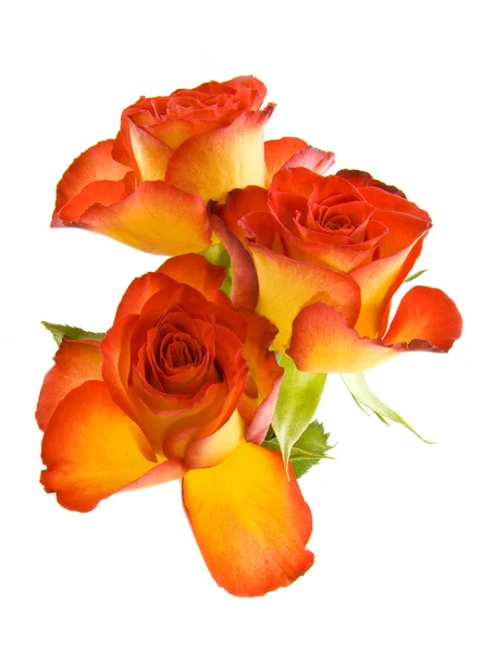 Rosas lindas. — Fotografia de Stock