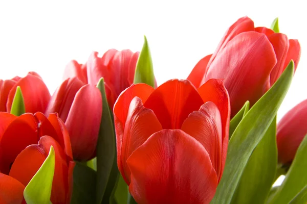 Rode Nederlandse tulpen — Stockfoto