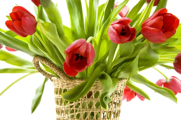 Tulipani dall'Olanda — Foto Stock