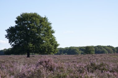 Field on the veluwe clipart