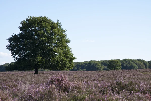 stock image Field on the veluwe