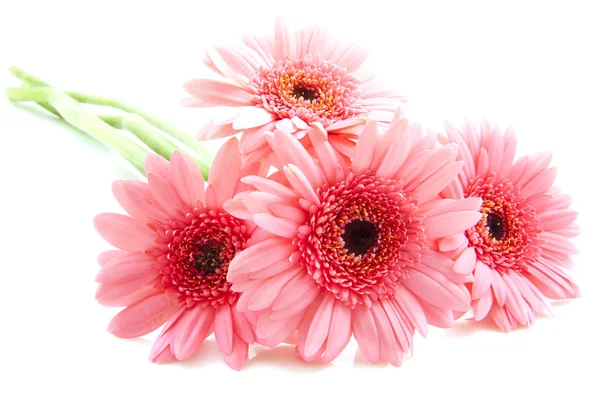 Pink gerbera´s — Stok fotoğraf