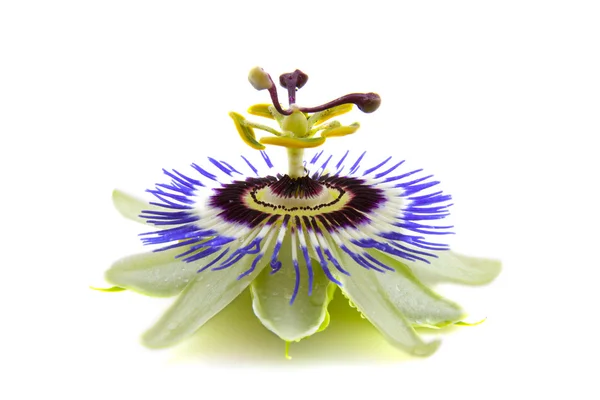 Passie flora — Stock Photo, Image