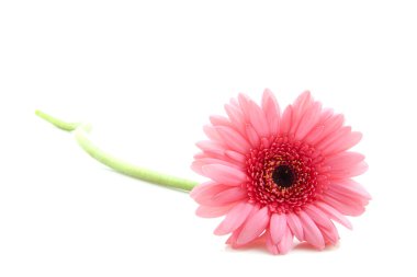 pembe gerbera