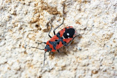 insecto rojo Mediterráneo