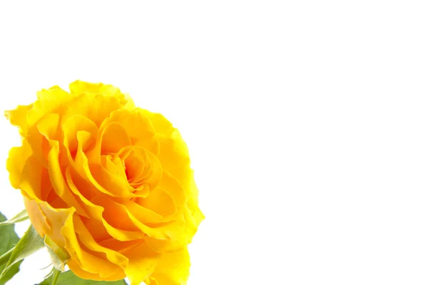La rosa amarilla — Foto de Stock