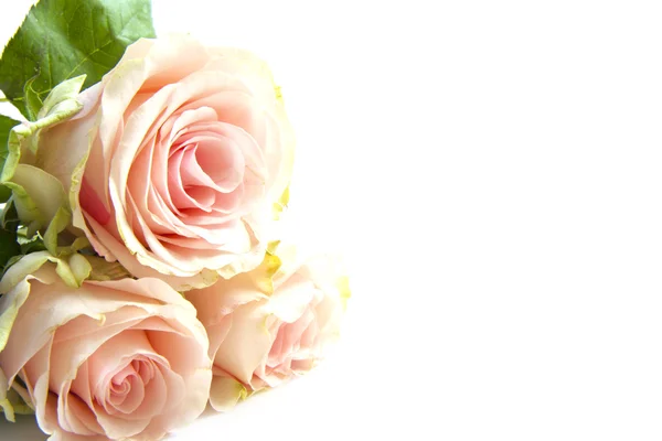 Τρεις ροζ τριαντάφυλλα — Φωτογραφία Αρχείου