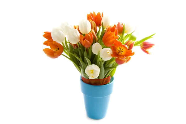 Tulipany wiosna — Zdjęcie stockowe