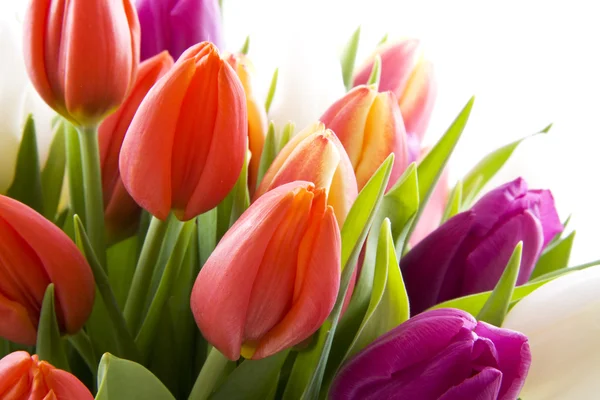 Nederlandse tulpen — Stockfoto