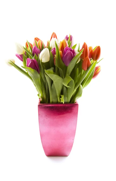 Tulipes néerlandaises — Photo