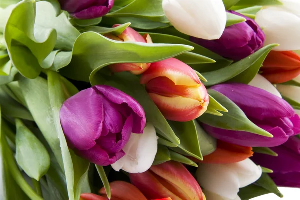 Tulipány z Holandska — Stock fotografie