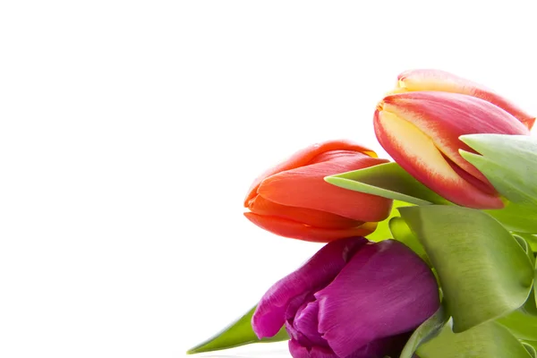 Tulpen uit holland — Stockfoto