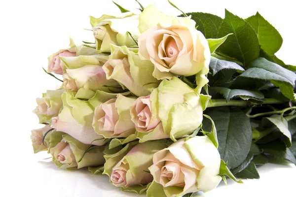 Rosas encantadoras — Fotografia de Stock