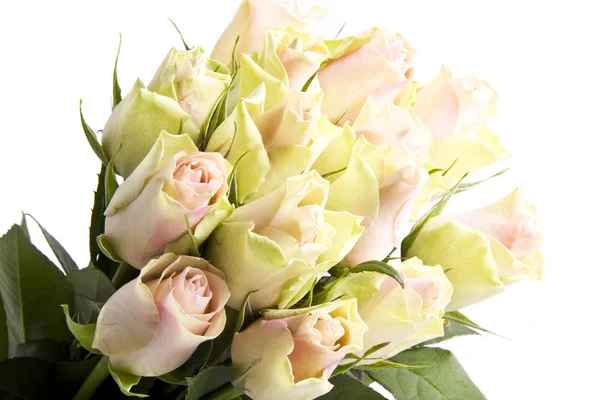 Rosas románticas — Foto de Stock