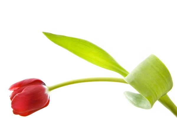 Nederlandse tulip — Stockfoto